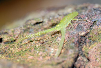 DSC_1371.jpg
