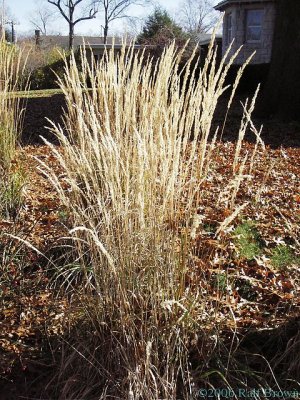 2006-11-21 Grasses