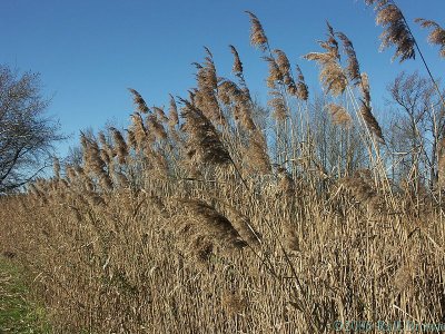 2006-11-25* Reeds