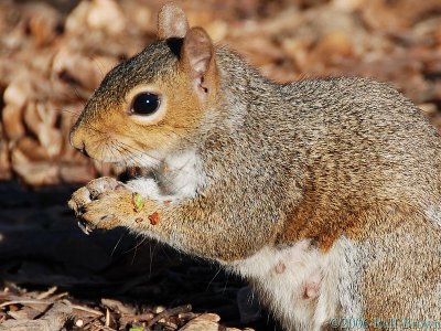 Messy Eater