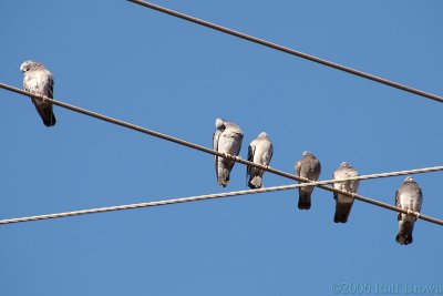 Preening Pigeons