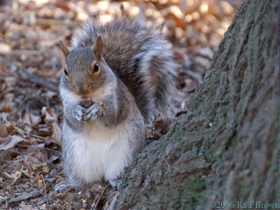 2006-12-17* Munching