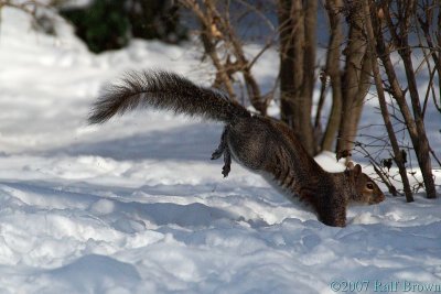 Squirrels of Winter