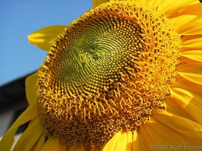 2007-08-14 Sunflower