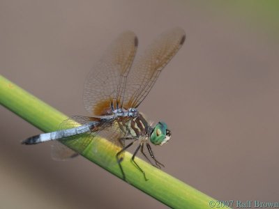 2007-09-06 Dragonfly