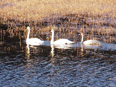 Trumpter Swans, Portage Swamp.JPG