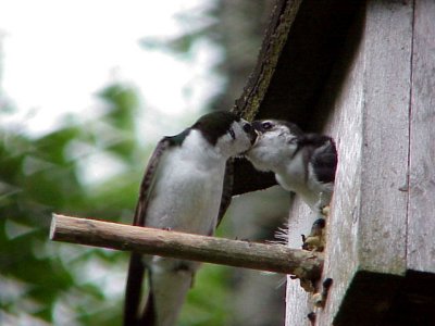 Swallow and Baby.JPG