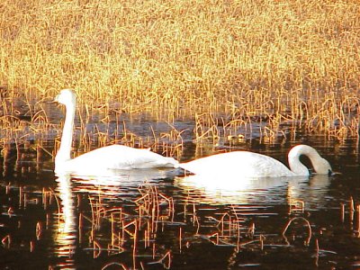 Swans at Placer river marsh.JPG