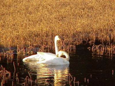 Two Swans (2).JPG