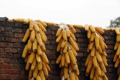 Maize 027.jpg
