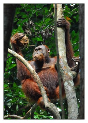 Borneo :: Bako : Nanga Sumpa : Kuching