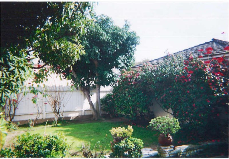 This part of the back yard needed some work and the poor avacodo tree had been cut back way too far too often.