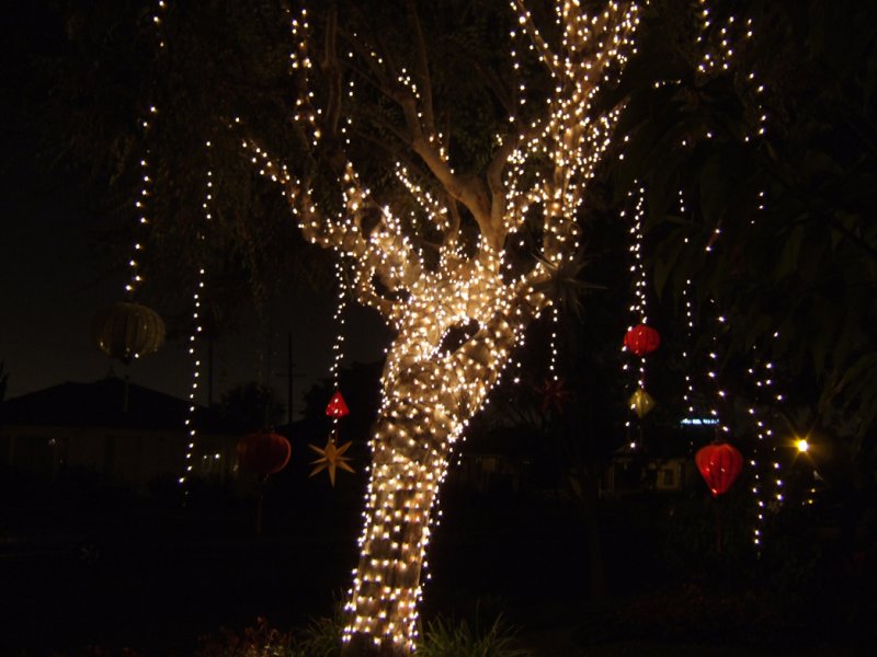 Another view of the tree decorated for Christmas