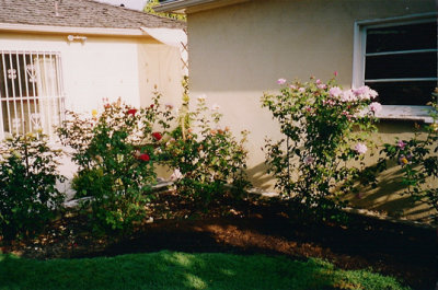 The roses, some of which had been only twigs, finally come back after much care.