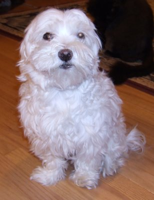 Max