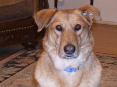 Dixie