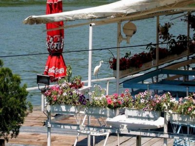 Danube-Egret visiting Restaurant
