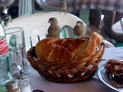 Sparrows have a lunch with us