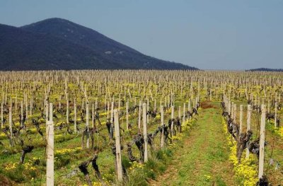 Vineyards