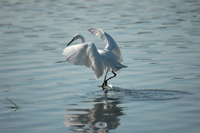 The Sava River I