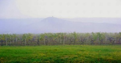 Vineyard, Vrsac