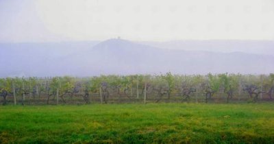 Vineyard, Vrsac