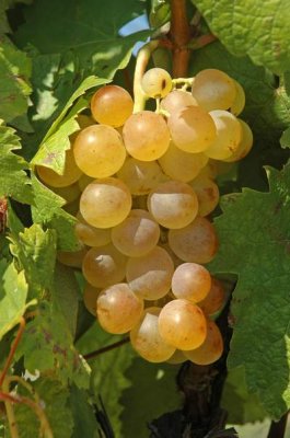 Grape from Vrsac