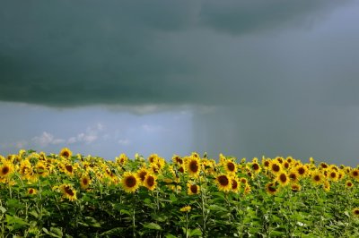 Sunflowers Rain and Sun