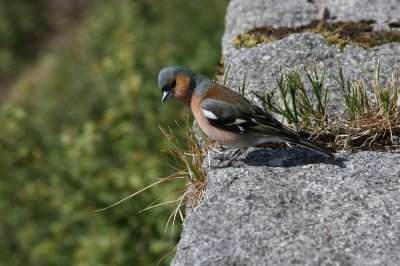 IMG_2039.jpg