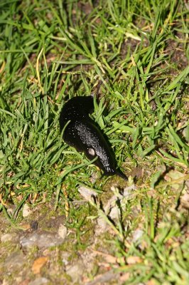 IMG_2194.jpg