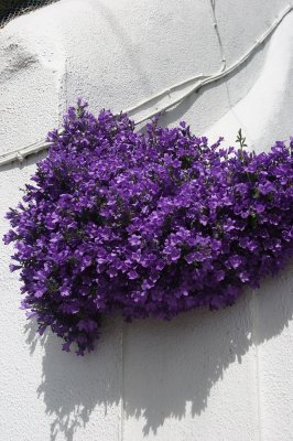 IMG_2401.jpg