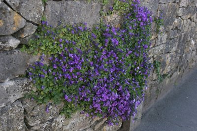 IMG_2470.jpg