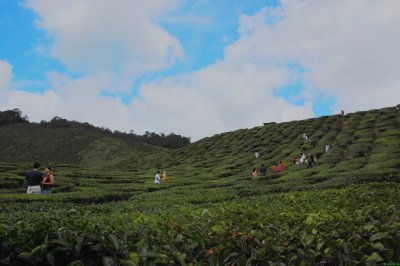 exhibition tea plantation
