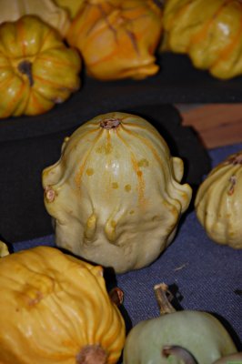 ornamental pumpkins