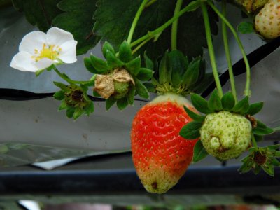 strawberries on the equator =)