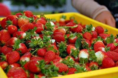 strawberry harvest