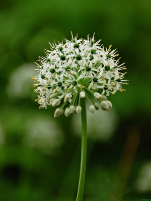 some flower