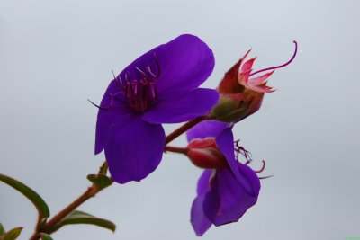and another flower