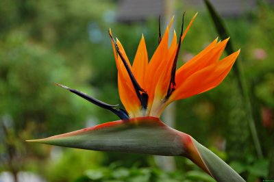 bird of paradise flower