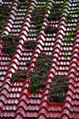 roof tiles