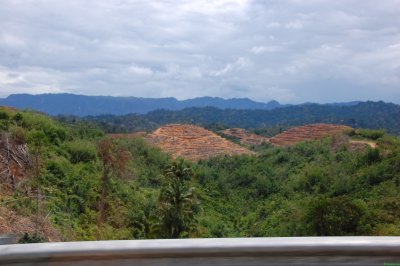 cleared land
