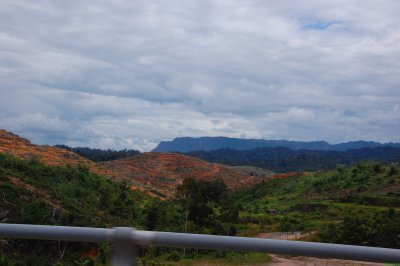 cleared land
