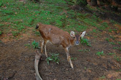 deer