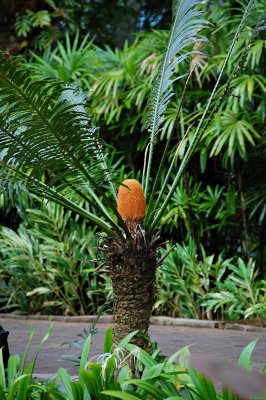 some sort of palm?