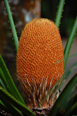 palm? fruit