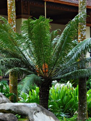 palm again