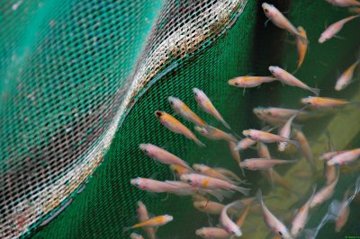 Tilapia Fry