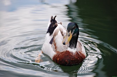 Duck again
