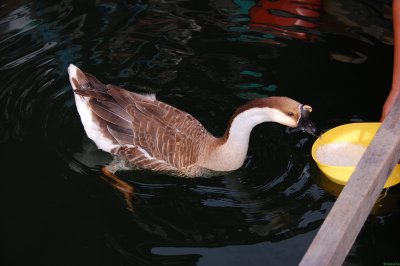 goose