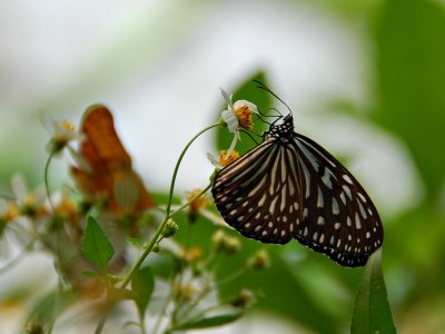 DSC_0600a.jpg
